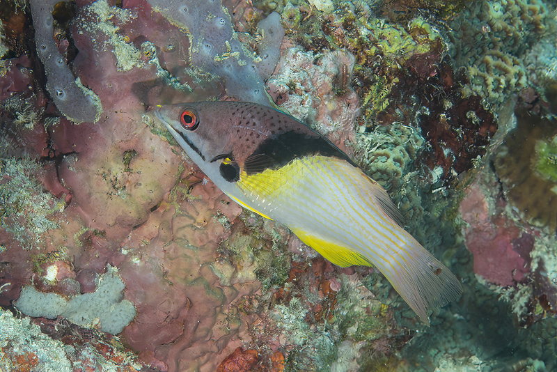 Blackbelt Hogfish(1) Creature Count Far Out Photos